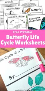 Printable butterfly life cycle worksheet for kids showing four clear stages with coloring sections