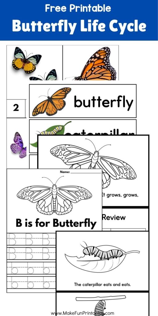Educational activity page illustrating the butterfly life cycle from egg to adult with traceable labels