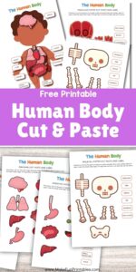 Cut and paste human body organs worksheet for kids with labeled parts to glue in place.