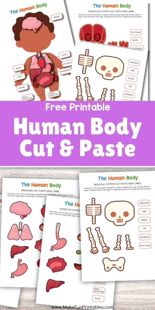Cut and paste human body organs worksheet for kids with labeled parts to glue in place.