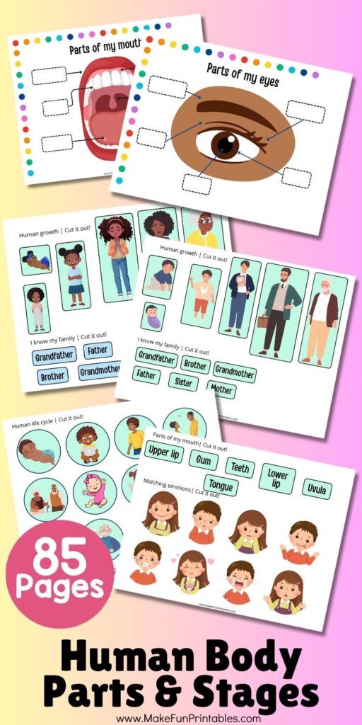 Human lifecycle activity page showing stages of growth from baby to adult, designed for early learners.