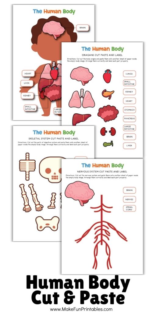 Printable digestive system activity showing body outline and parts for kids to label and assemble.