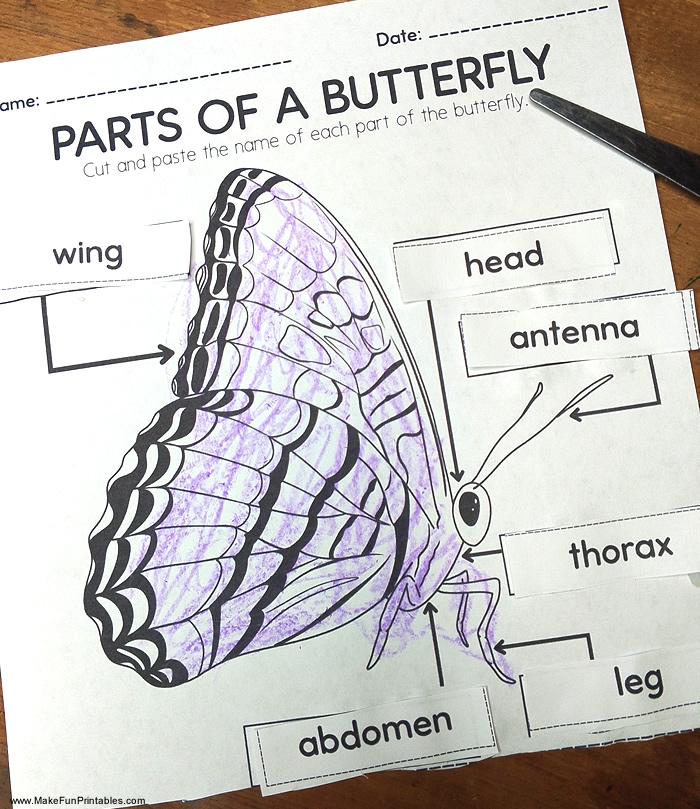 Interactive butterfly life cycle printable designed to support early learning and science skills