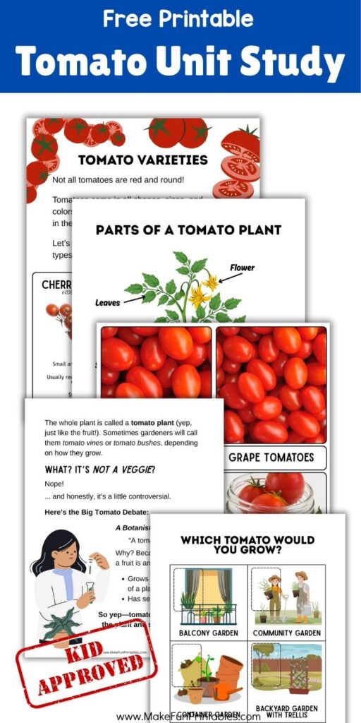 Printable diagram showing labeled parts of a tomato plant for science learning.
