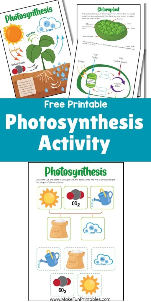 Photosynthesis cut-and-paste activity for elementary students sorting parts of the process.
