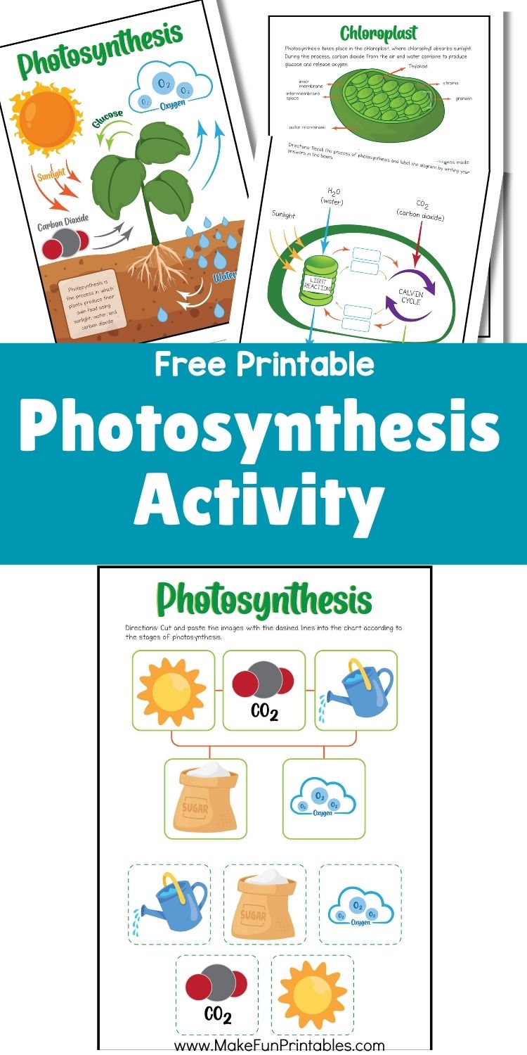 Photosynthesis cut-and-paste activity for elementary students sorting parts of the process.