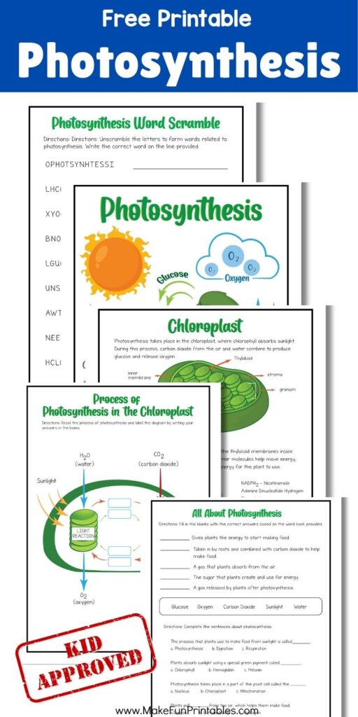 Labeled chloroplast diagram showing thylakoid, stroma, and granum in a printable worksheet.