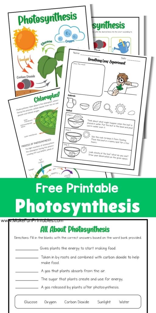 Printable worksheet showing the process of photosynthesis with labeled diagram and vocabulary.