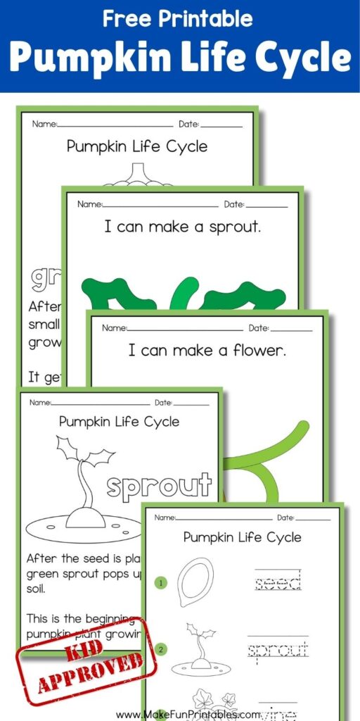 Coloring page for kids illustrating the pumpkin growth stages
