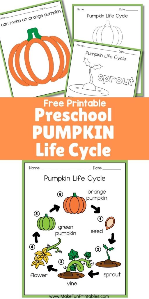 Printable pumpkin life cycle worksheet showing stages from seed to pumpkin