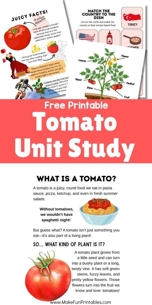 Child-friendly tomato plant life cycle worksheet with illustrations for grades 1–3.