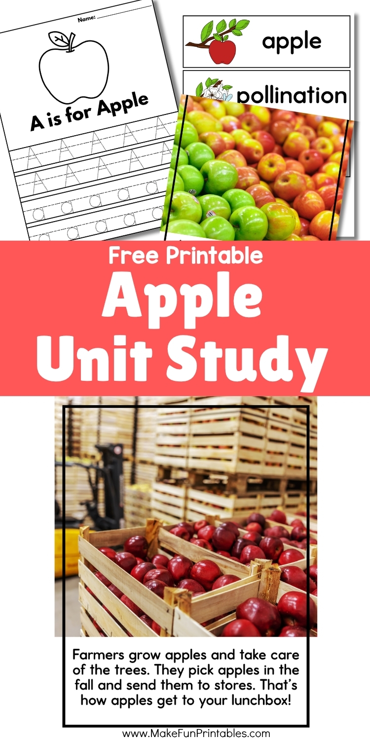 Apple life cycle cut-and-paste worksheet for preschool and kindergarten students.