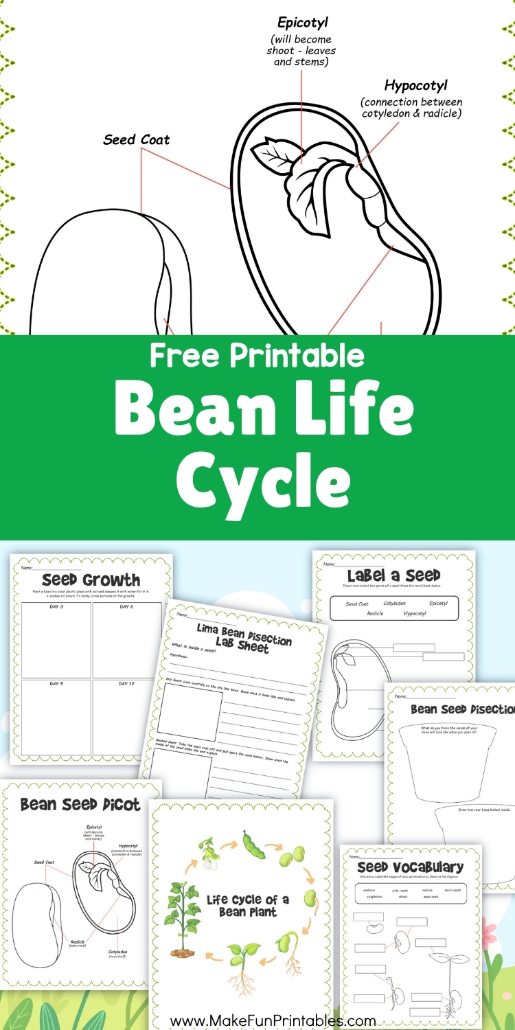 Printable bean life cycle diagram for kids to label plant growth stages
