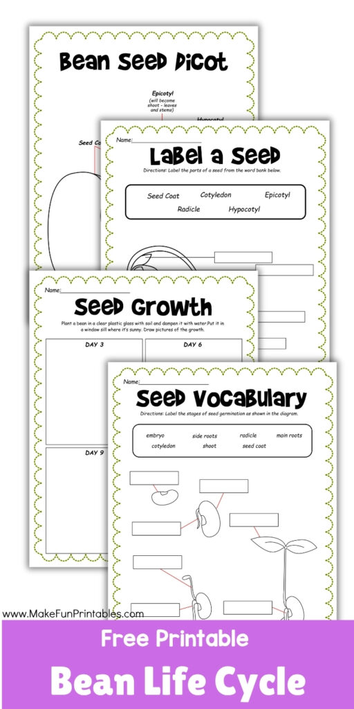 Seed dissection worksheet showing parts of a bean seed for early learners