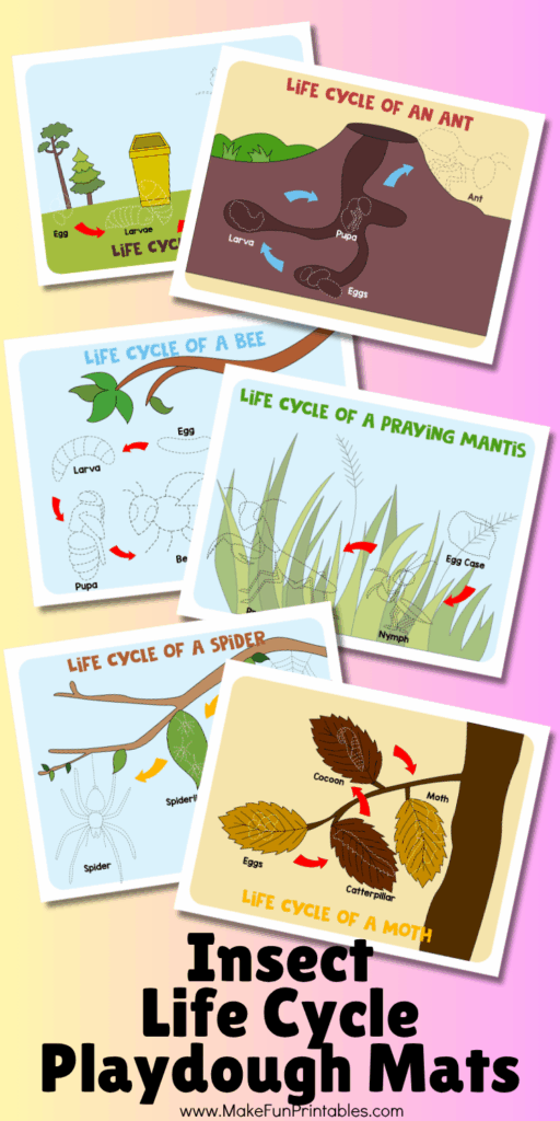 Fun science worksheets showing insect life stages with interactive playdough activities.
