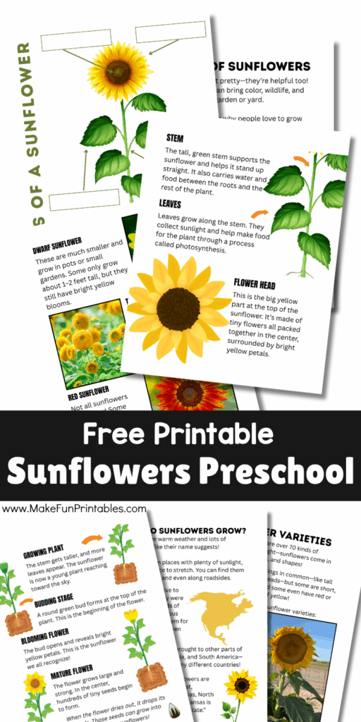 Kid-friendly sunflower diagram and gardening worksheets with recipe and quiz.