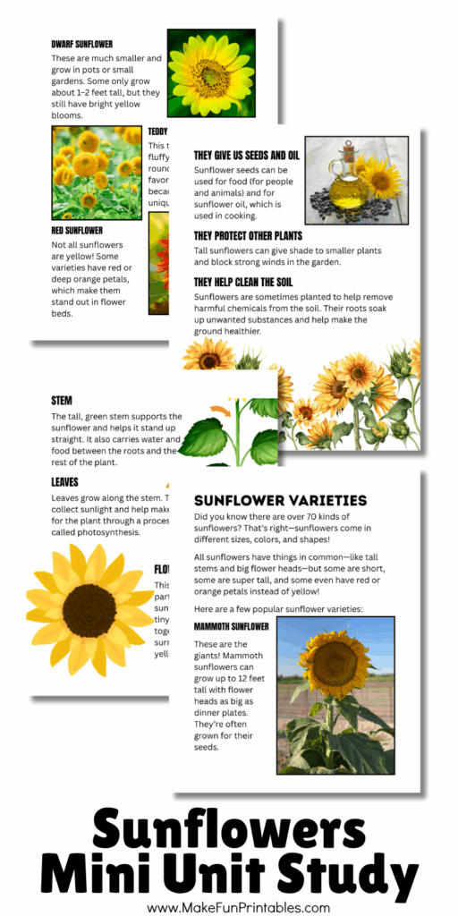 Printable sunflower science and gardening activities for preschool to 1st grade.