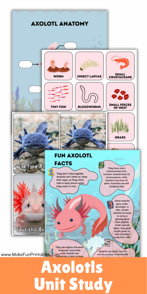 Axolotls unit study printable showing anatomy labeling, fact sheets, and hands-on activities for early elementary science lessons.
