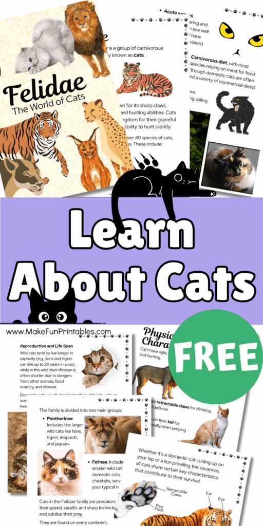 Collage of cat study worksheets featuring big cats like lions, tigers, and cheetahs with educational reading pages and vocabulary activities.