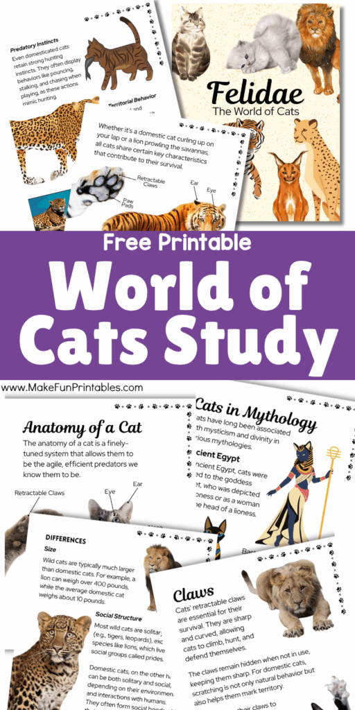 Free printable Cat Study pages showing facts and illustrations of wild and domestic cats from the Felidae family for elementary science learning.