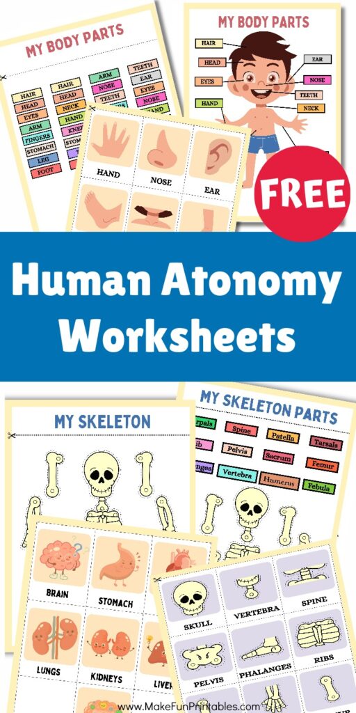 Human anatomy worksheets for preschool and kindergarten showing body parts, organs, and skeleton activities